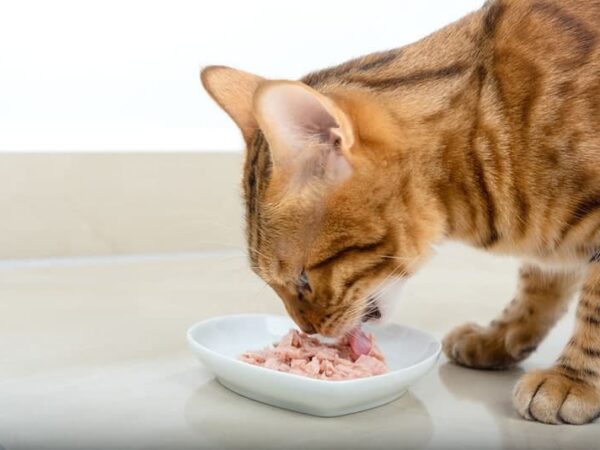 Kan man ge sin katt tonfisk?