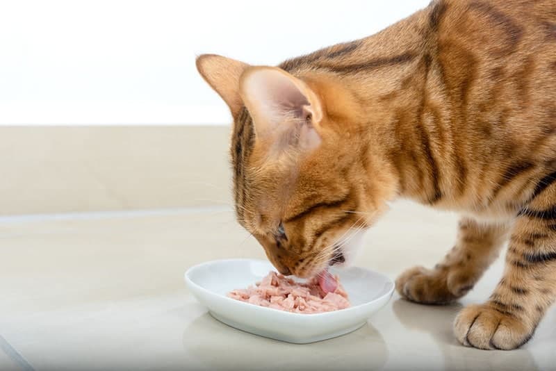 kan katter äta tonfisk