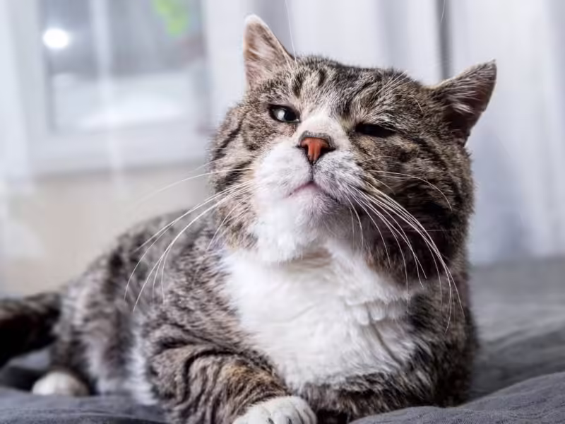 katt med hälsoproblem