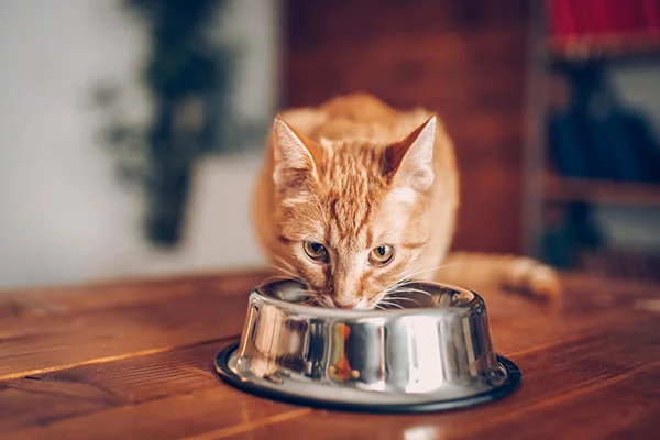 spannmålsfri kattmat