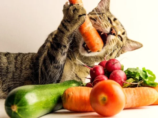 Växtbaserad kattmat: En kontroversiell trend