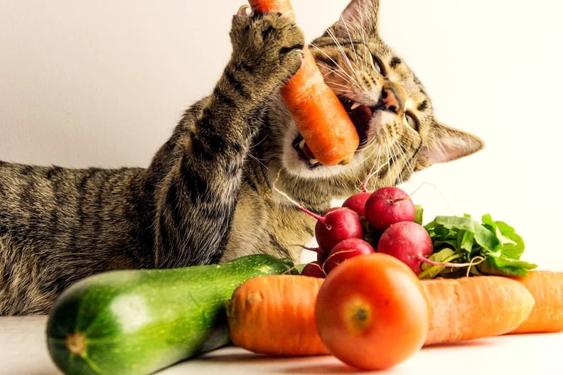 växtbaserad mat till katter